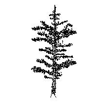 tree-ele009